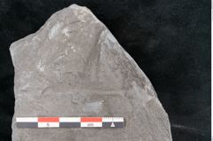 Foto (Detailansicht) von Asterophyllites sp.  (NHMW-GEO-2024-0188-10993)